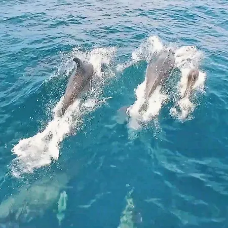 Turtle By Algarve Vacation *